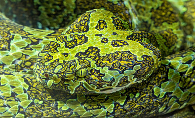 Close-up view of a Mangshan pit viper (Protobothrops mangshanensis)