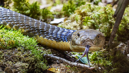 Frontal Close-up view of a King cobra (Ophiophagus hannah)
