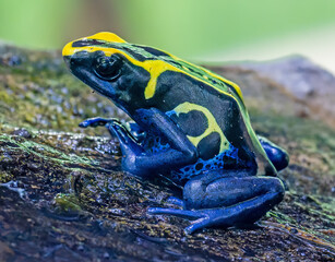 Close-up view of a Dyeing poison dart frog (Dendrobates tinctorius)
