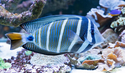 Close-up view of a Sailfin tang (Zebrasoma veliferum)