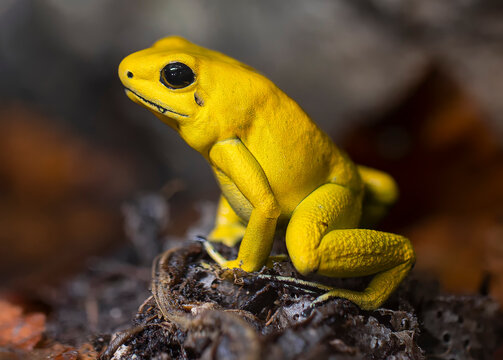 Close-up view of a Golden poison frog (Phyllobates terribilis)
