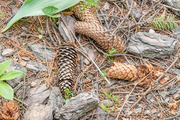 Close-up of scattered pine cones on bed of fallen evergreen needles, varying colors and orientations, natural outdoor setting with rocks and foliage, soft shadows, realistic style, close-up perspecti