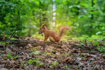 Squirrel navigating through a dense, forest floor littered with orange and brown leaves under dappled sunlight, in a lush, towering forest