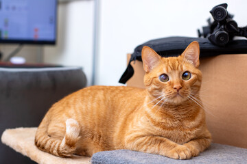 A fluffy orange cat is lounging on a cat tree, gazing at the camera