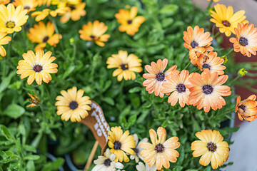 Close-up view of colorful pansy flowers with dark centers, vibrant petals orange, yellow, red,...