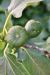 green figs on the tree, ripening figs, mediterranean fruits