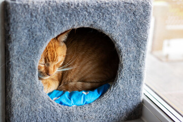 A fluffy cat is peacefully sleeping in its cozy cat house on the window sill