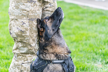 German Shepherd dog in protective gear standing on grassy terrain, possibly with a handler or companion in military camouflage Outdoor setting, bright daylight, candid style photography