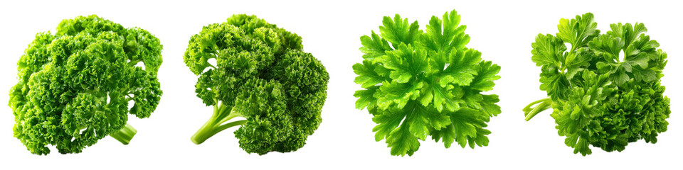 Fototapeta premium Fresh Green Broccoli and Parsley on White Background for Cooking