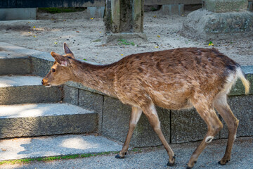 Wild deer walking along a stone path in an urban park setting on a sunny day
