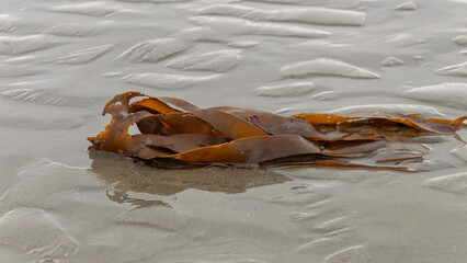 Flat brown kelp seaweed washed up on the beach at Ballywalter County Down © Ivan Maguire