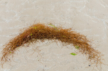 Clump of brown stringy seaweed washed up on the beach