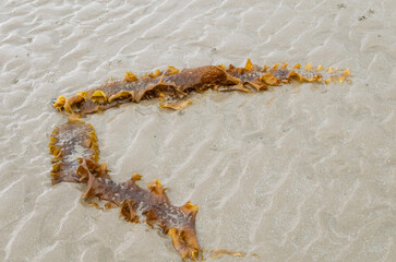 Kelp washed up on ballywalter beach