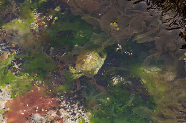 Close up of a rock pool with a crab hiding on Ballywalter beach County Down
