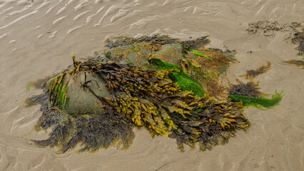 Various seaweeds anchored to a rock exposed by the outgoing tide