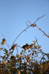 옹기종기 모여있는 참새가족