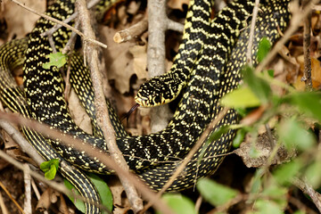 Western Whip Snake (Hierophis viridiflavus) in its natural habitat in Tuscany, Italy. Close-up...