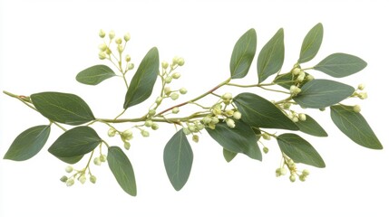 Obraz premium Eucalyptus leaves and small blossoms forming a wreath shape on white background