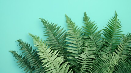Obraz premium Fern leaves fanned out on a bright backdrop, fresh and symmetrical