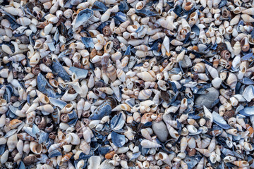 Close-up of a seashell resting on sandy beach, showcasing delicate patterns and natural beauty—ideal for coastal, marine, summer, and nature-themed designs or backgrounds.