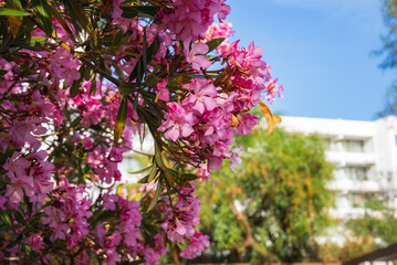 A cluster of pink oleander flowers in sunlight dominates the foreground, with a white modern...