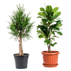Brightly lit image of two potted indoor houseplants including a tall leafy ficus and a shorter evergreen shrub for home decor and gardening inspiration