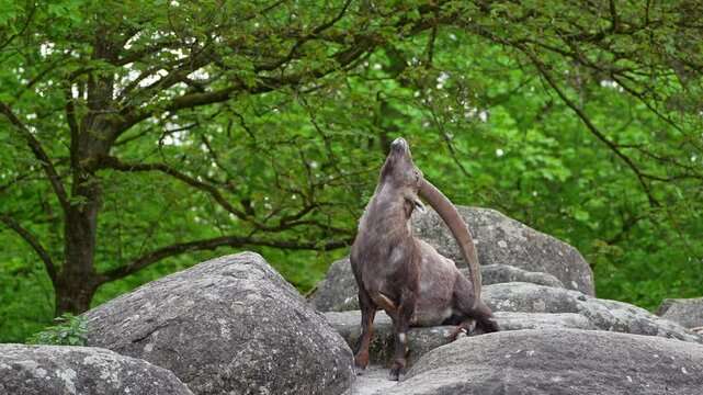Alpine ibex, Capra ibex also known as the steinbock or bouquetin, is a species of wild goat that lives in the mountains of the European Alps.