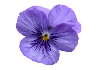 Obraz premium Delicate Violet flower PNG, transparent, isolated to highlight its rich purple hues and heart-shaped leaves for beautiful visual displays.