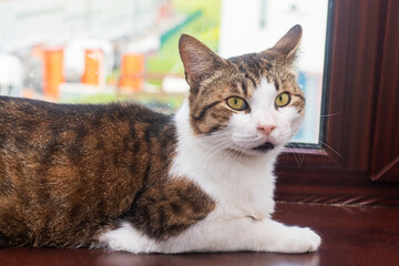 A brown and white domestic cat comfortably laying on a window sill