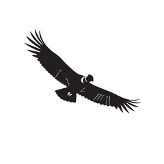 Majestic Andean Condor in Flight A Black and White Illustration