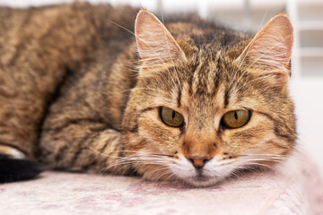A cat is laying on a soft blanket, curiously looking at the camera