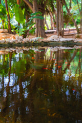 A tranquil pond surrounded by tall trees and tropical plants, with colorful fish in the water and a natural stone border, located in Cyprus.