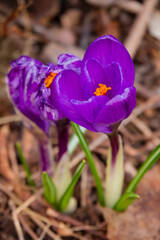 Beautiful purple crocuses emerge from the ground, surrounded by dry leaves in a peaceful garden