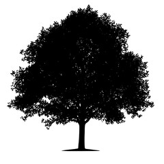 black silhouette of a tree on a white background black, silhouette, tree , Generative art.