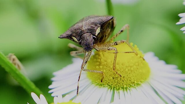 한국,곤충,가시노린재,노린재,Insects, Korea,Carbula putoni,a stinkbug