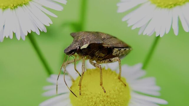 한국,곤충,가시노린재,노린재,Insects, Korea,Carbula putoni,a stinkbug