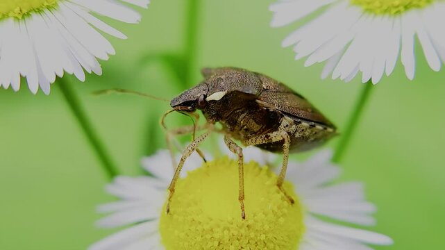 한국,곤충,가시노린재,노린재,Insects, Korea,Carbula putoni,a stinkbug