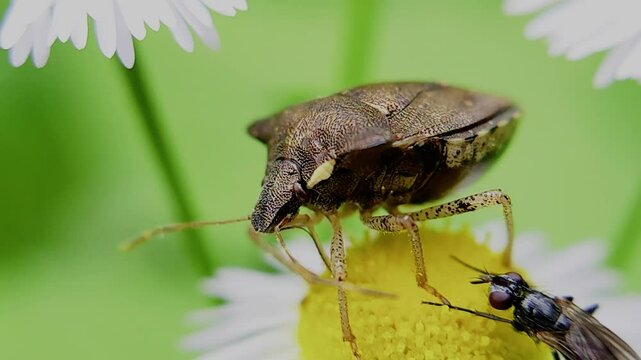 한국,곤충,가시노린재,노린재,Insects, Korea,Carbula putoni,a stinkbug