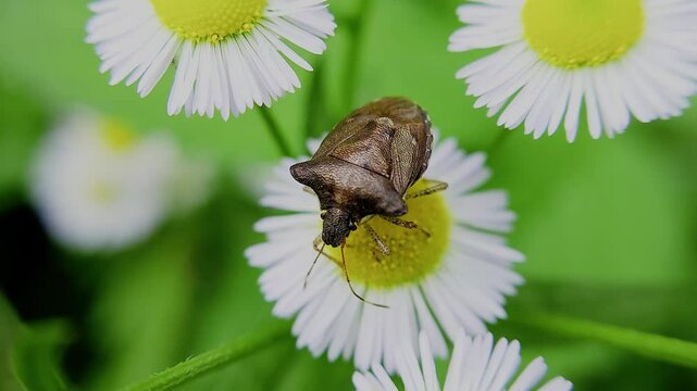 한국,곤충,가시노린재,노린재,Insects, Korea,Carbula putoni,a stinkbug