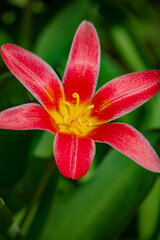 A stunning red tulip stands out among vibrant foliage, showcasing its beauty in full bloom