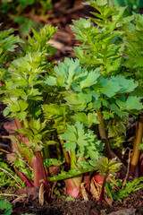 Lush celery plants thrive in the garden soil, basking in warm sunlight and fresh air