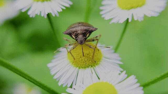 한국,곤충,가시노린재,노린재,Insects, Korea,Carbula putoni,a stinkbug