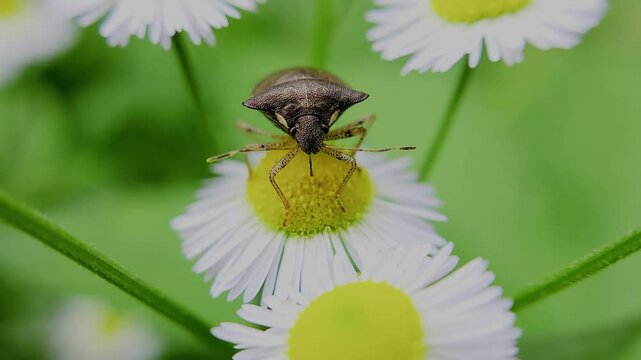한국,곤충,가시노린재,노린재,Insects, Korea,Carbula putoni,a stinkbug