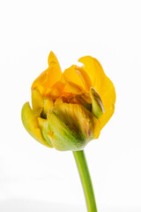 A yellow tulip bud opens gracefully, embodying spring's beauty with its delicate curves