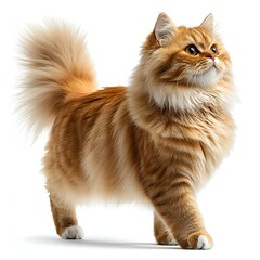 Majestic Maine Coon Cat on White Background