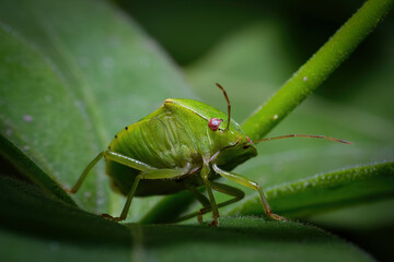 Macro Close-Up of Green Shield Bug with Extended Antennae on Leaf – Detailed Insect Portrait in Natural Environment