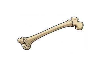 A detailed bone graphic perfect for medical designs educational materials anatomical illustrations or skeletal system artwork  suitable for print or web use