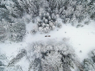 An aerial view of snowmobiles on a snowy path through a snow covered winter forest, with intricate...