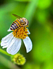 Honeybee Pollinating a White Wildflower in Springtime Close-Up