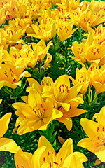 Vibrant Yellow Lily Blossoms in Full Bloom